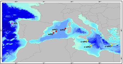 Exploring the Relationship between Macrofaunal Biodiversity and Ecosystem Functioning in the Deep Sea